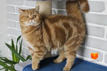 Witney MeowClub *BY